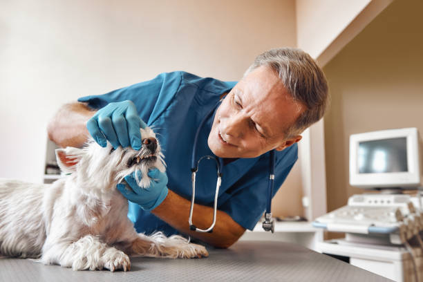 Emergency Dentist Open Today in VA